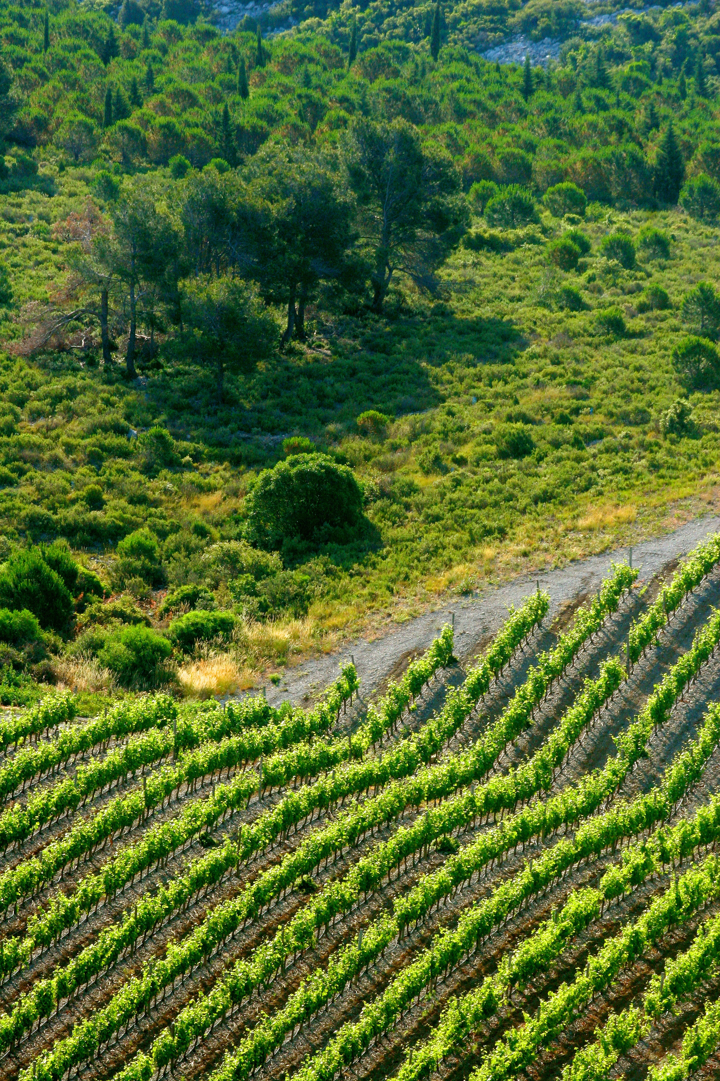 Le Sud de la France: Élégance et beauté naturelle