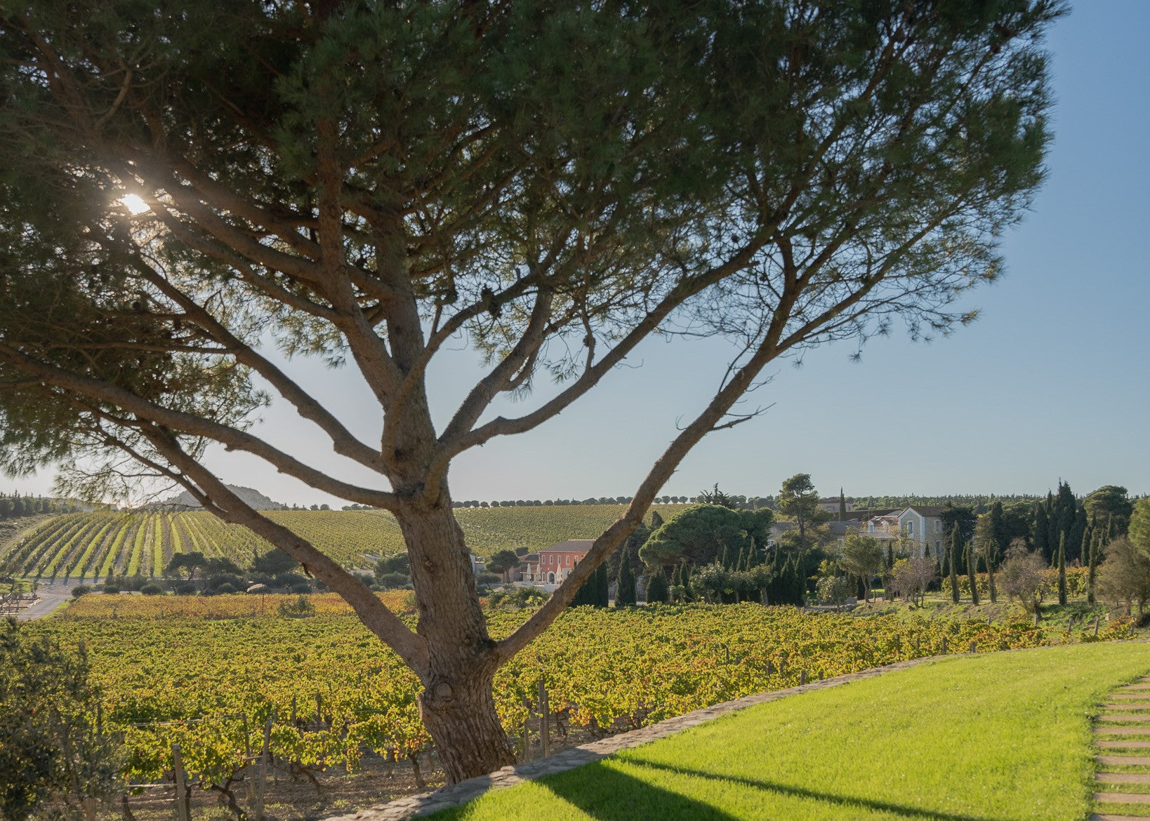 Languedoc : Une Région Viticole de Référence